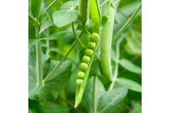 Pea protein.